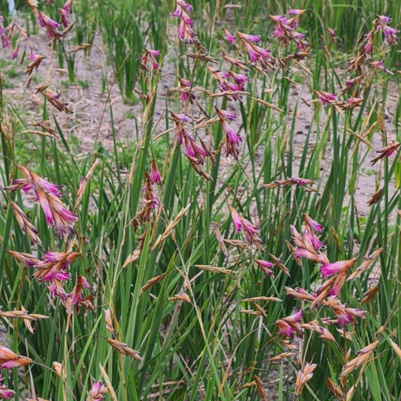 Dierama pendulum plant