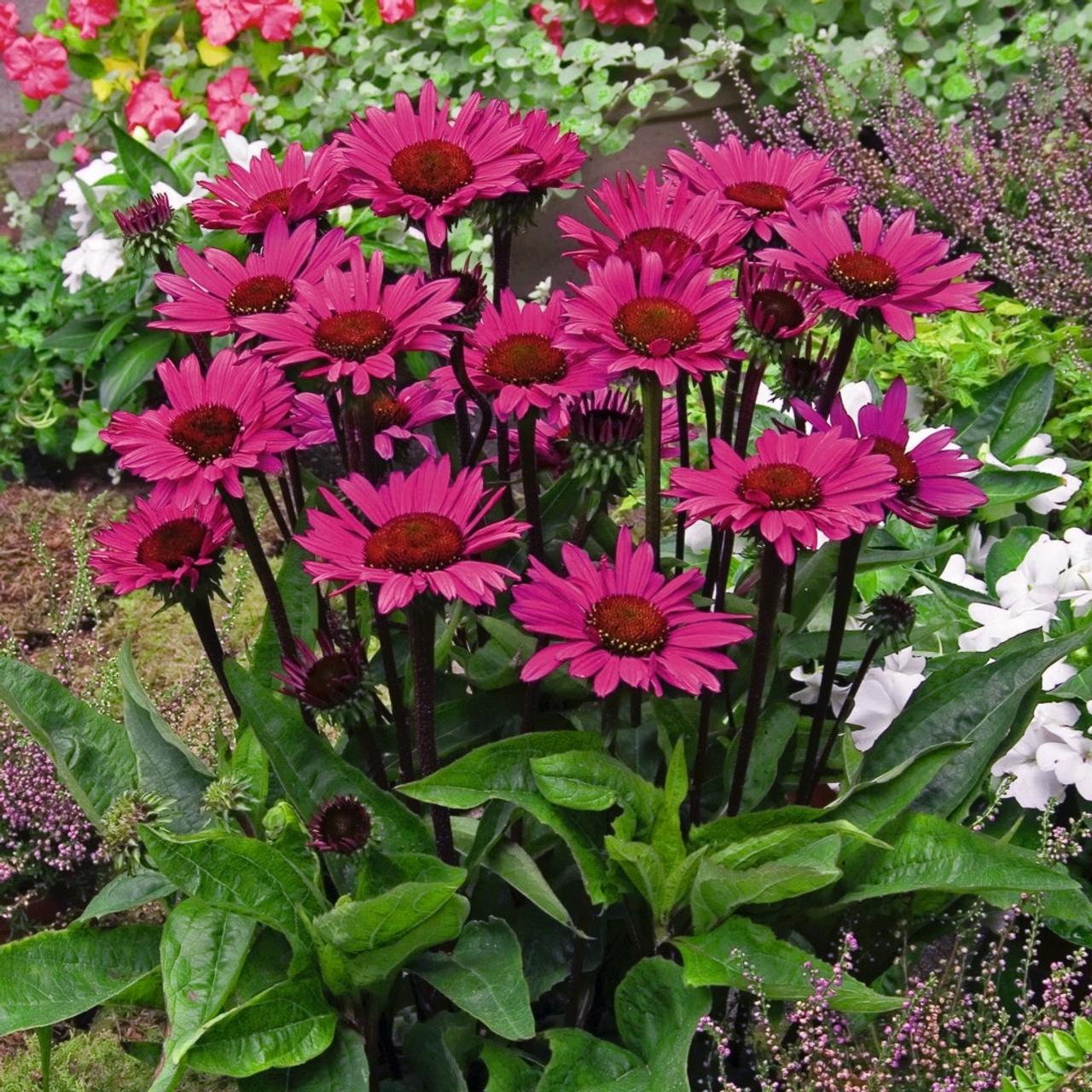 Echinacea 'Fatal Attraction' plant