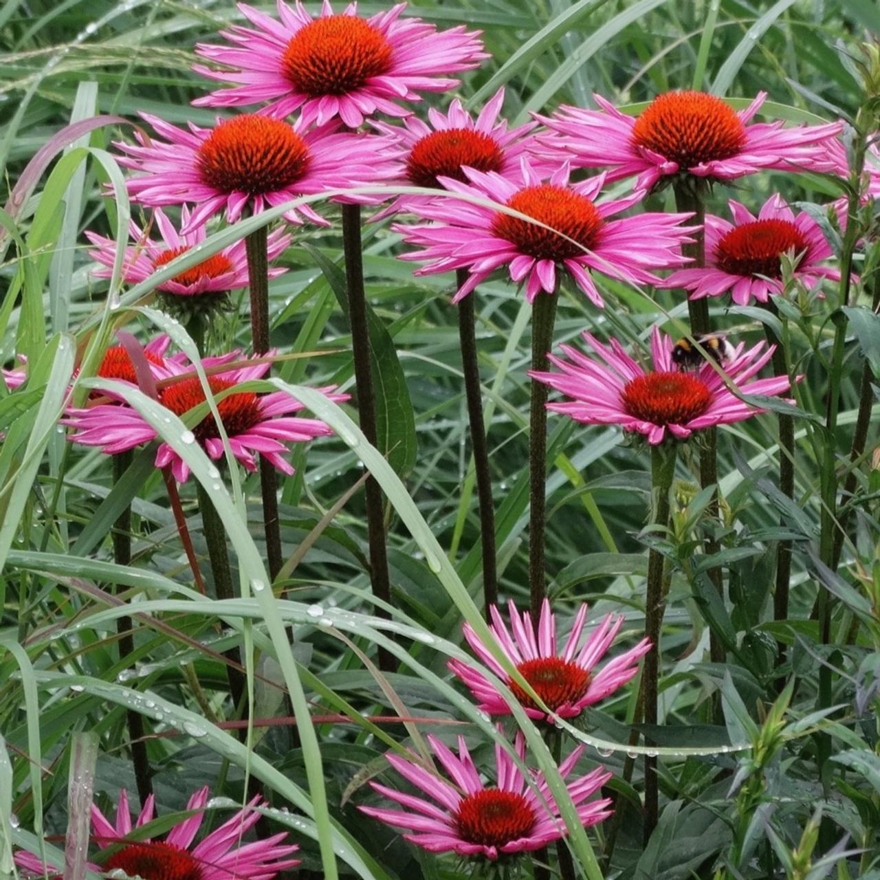 Echinacea 'Pica Bella' plant