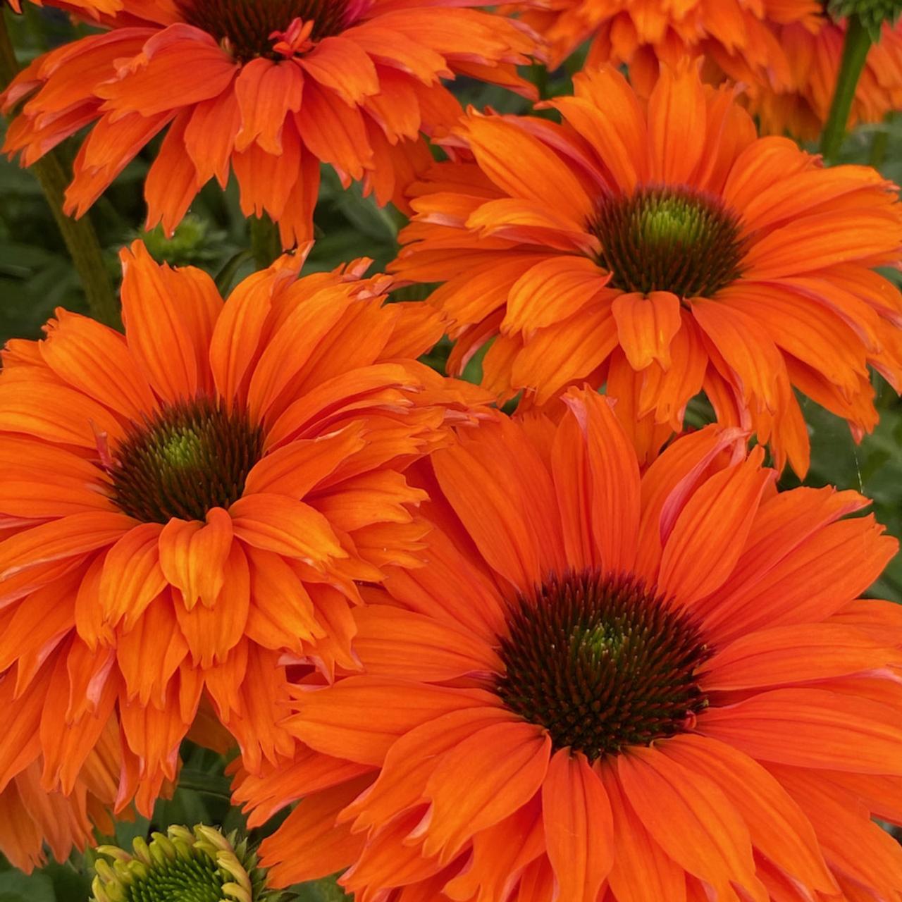 Echinacea purpurea 'SunSeekers Mineola' plant