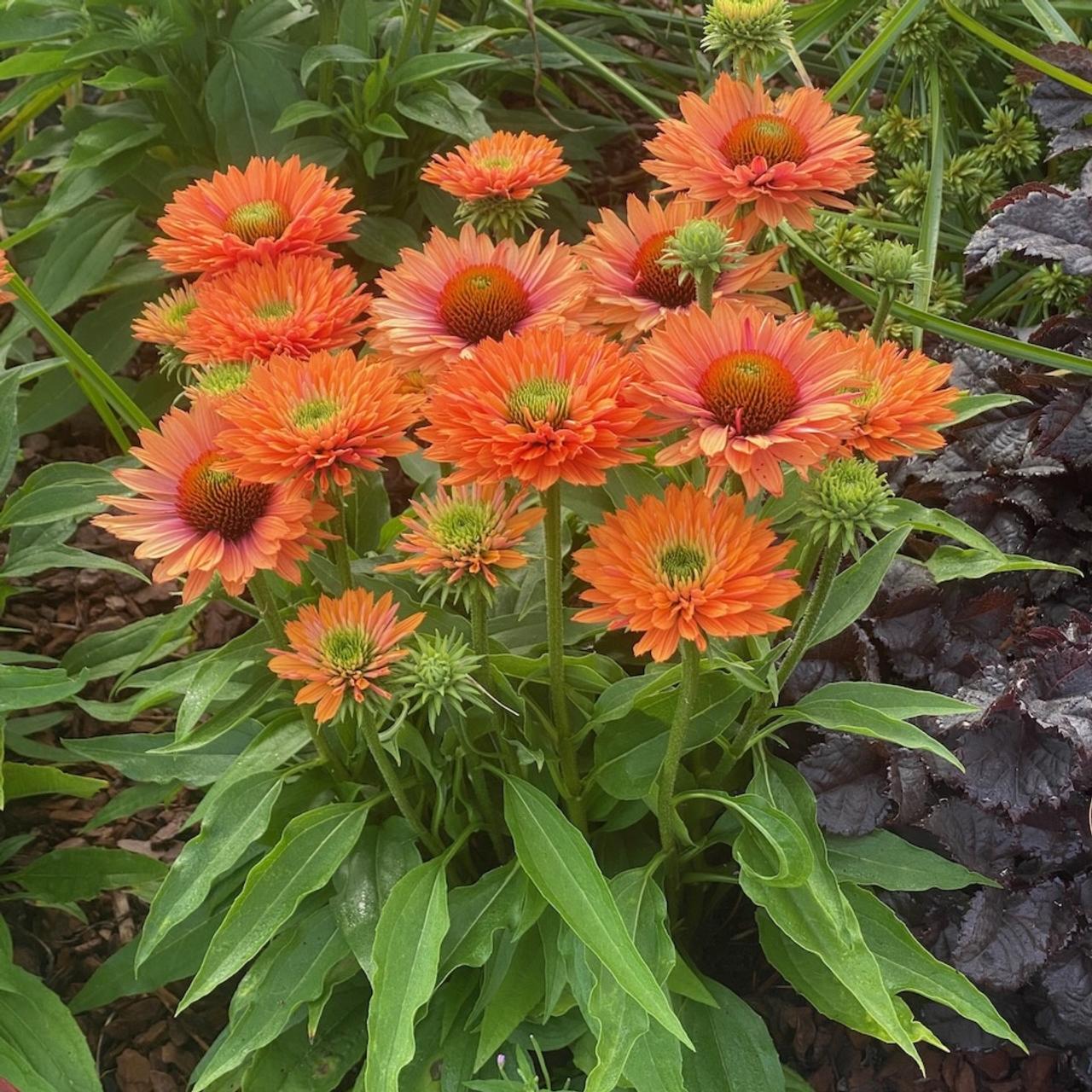 Echinacea purpurea 'Sunseekers Pumpkin Pie' plant