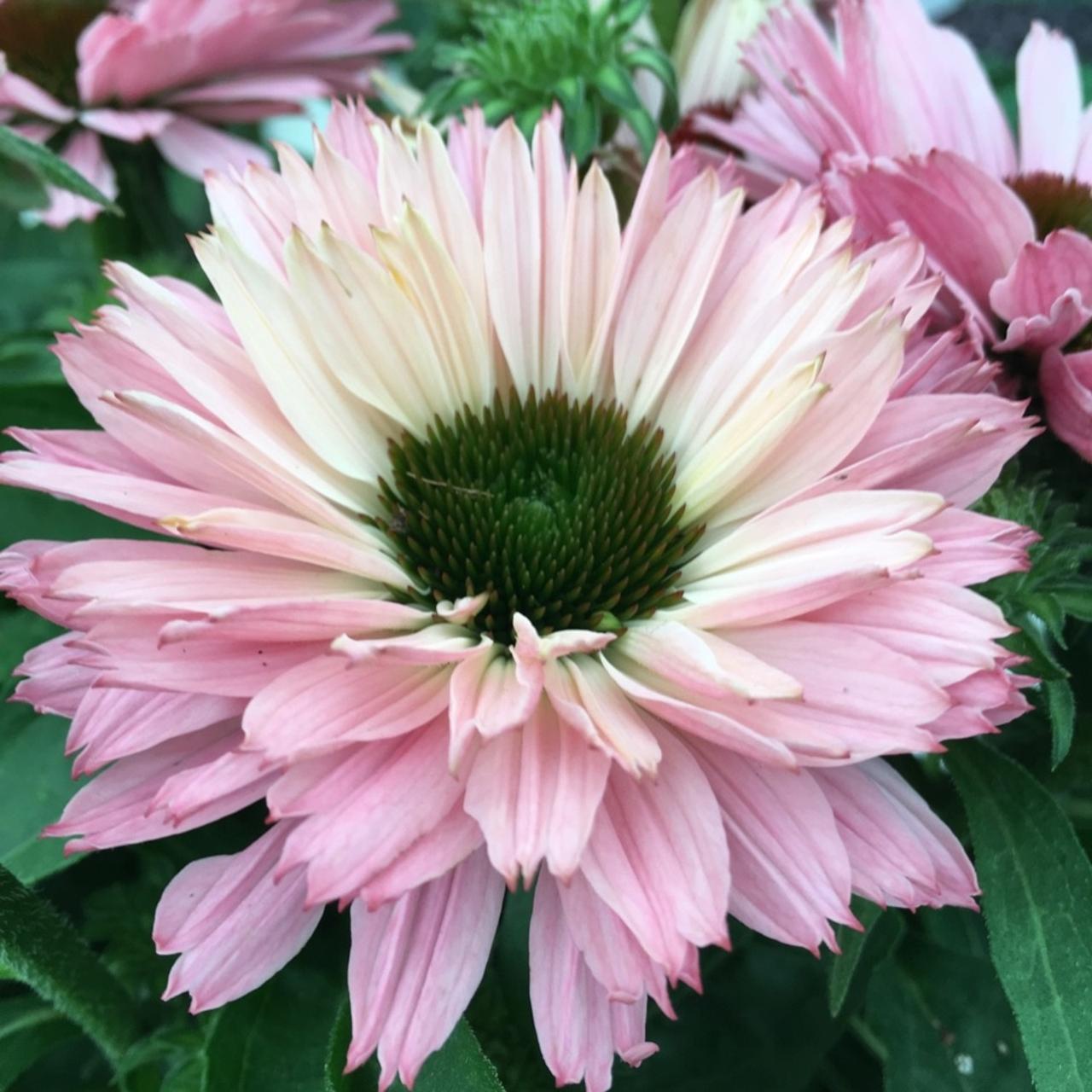 Echinacea purpurea 'Sunseekers 'Salmon' plant