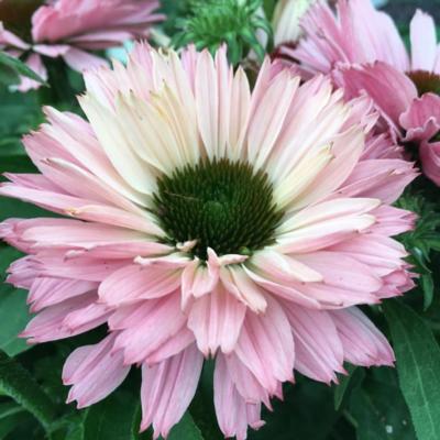 echinacea-purpurea-sunseekers-salmon