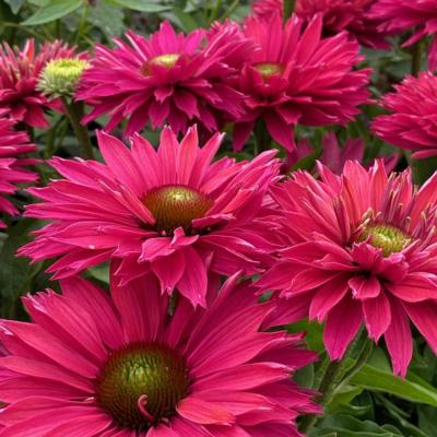 echinacea-purpurea-sunseekers-sweet-fuchsia