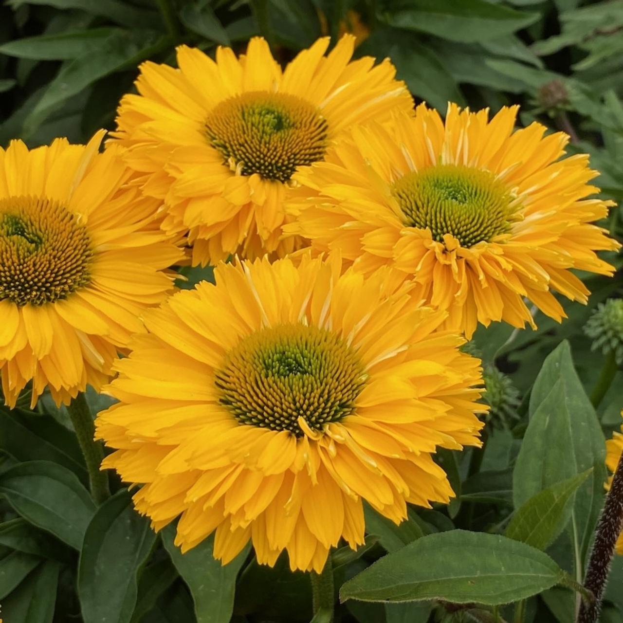 Echinacea 'Sunseekers Golden Sun' plant