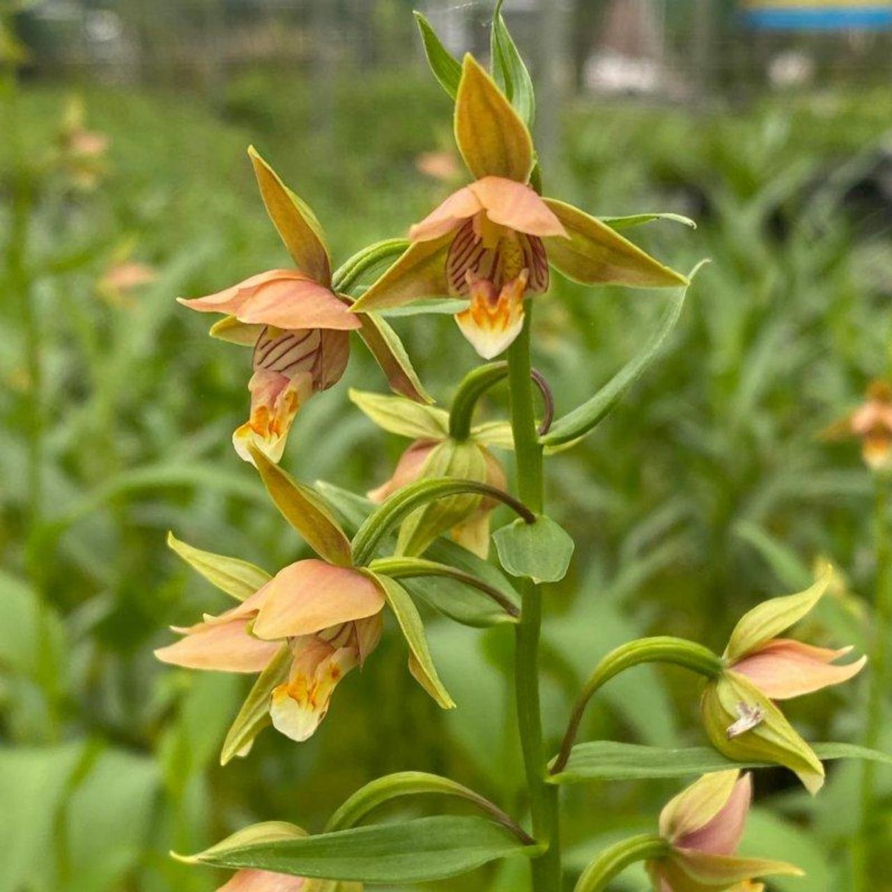 Epipactis thunbergii 'Kariuzawa' plant