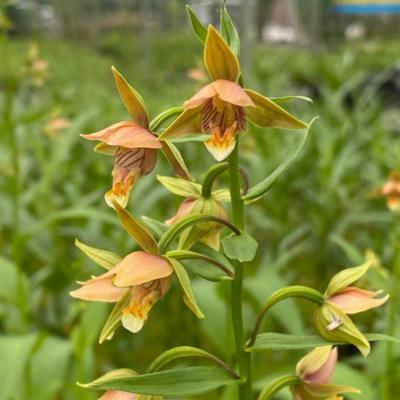 epipactis-thunbergii-kariuzawa