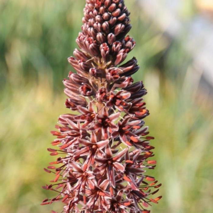 Eremurus cristatus plant