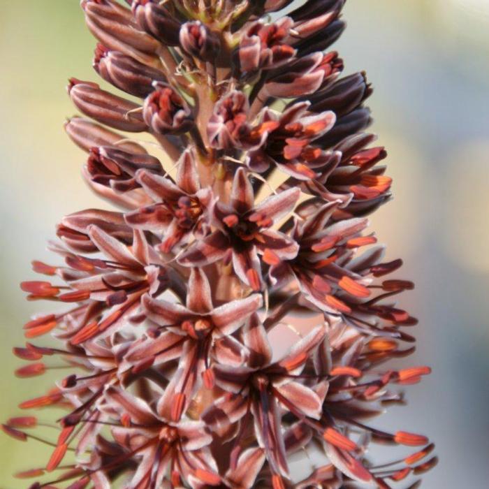 Eremurus cristatus plant