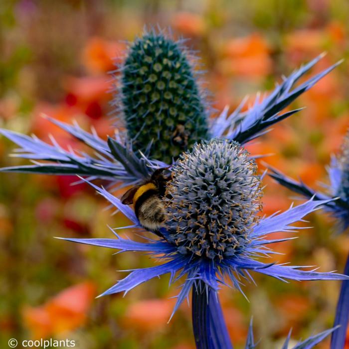 Eryngium 'Big Blue' plant