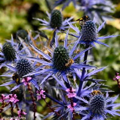 eryngium-big-blue