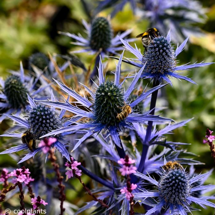 Eryngium 'Big Blue' plant