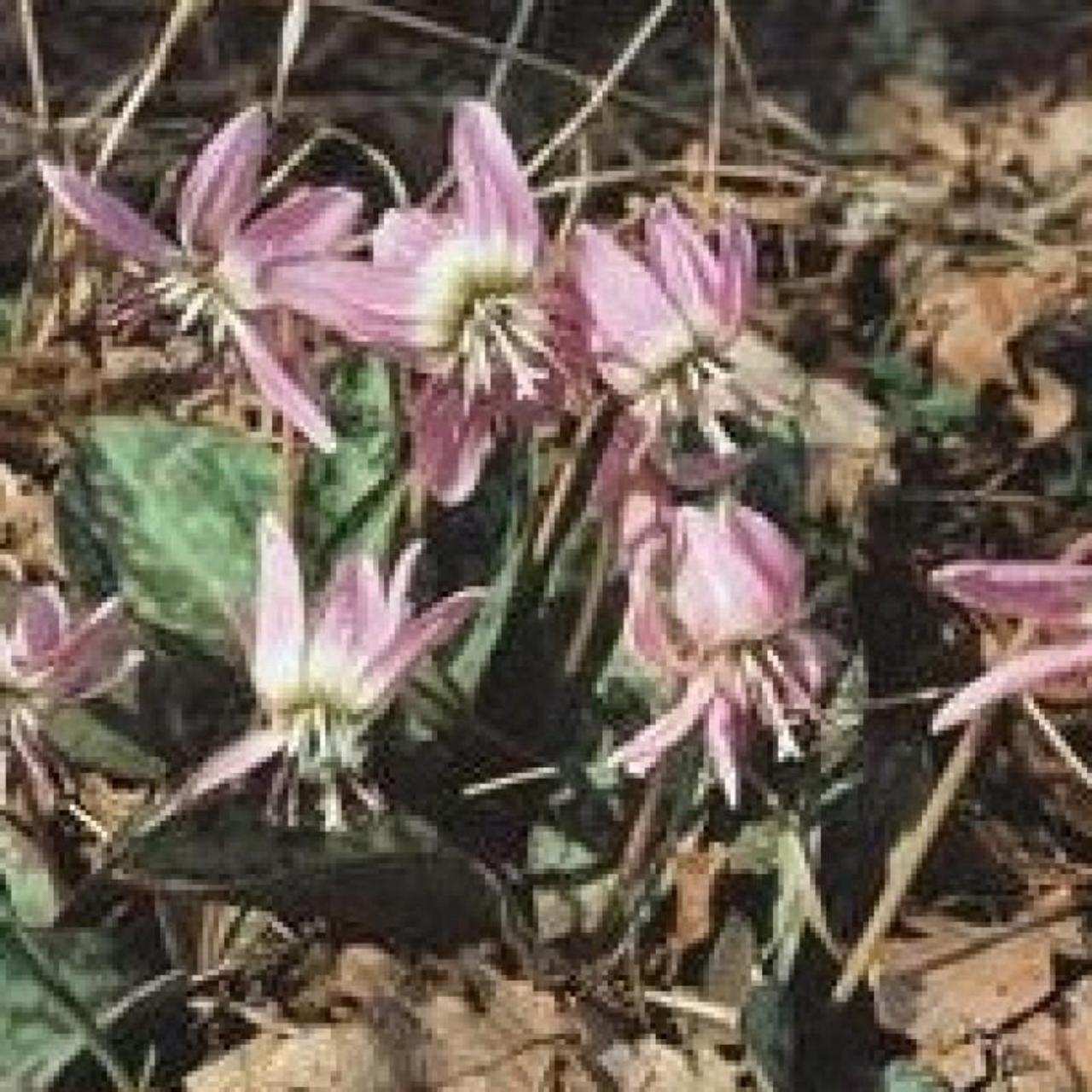 Erythronium dens-canis 'Pink Perfection' plant