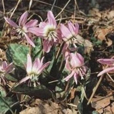 erythronium-denscanis-pink-perfection