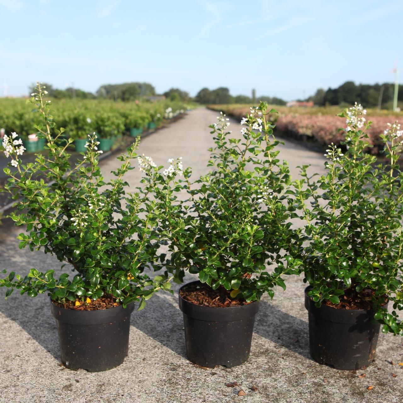 Escallonia TRULLI plant