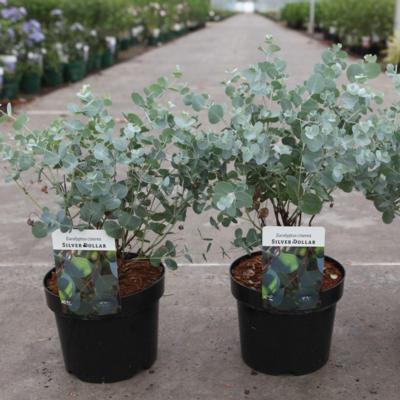 eucalyptus-cinerea-silver-dollar