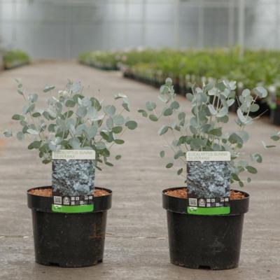 eucalyptus-gunnii-silverana