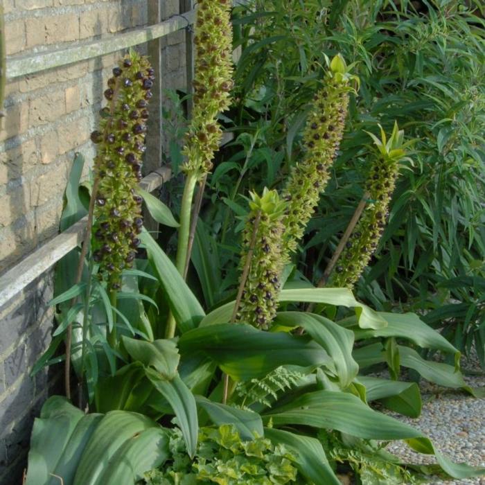 Eucomis 'Montana' plant