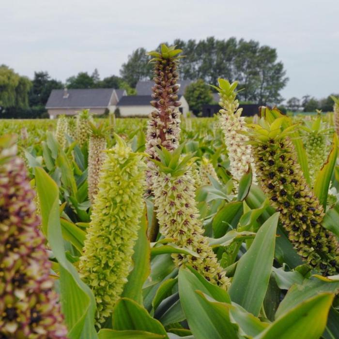 Eucomis 'Montana' plant