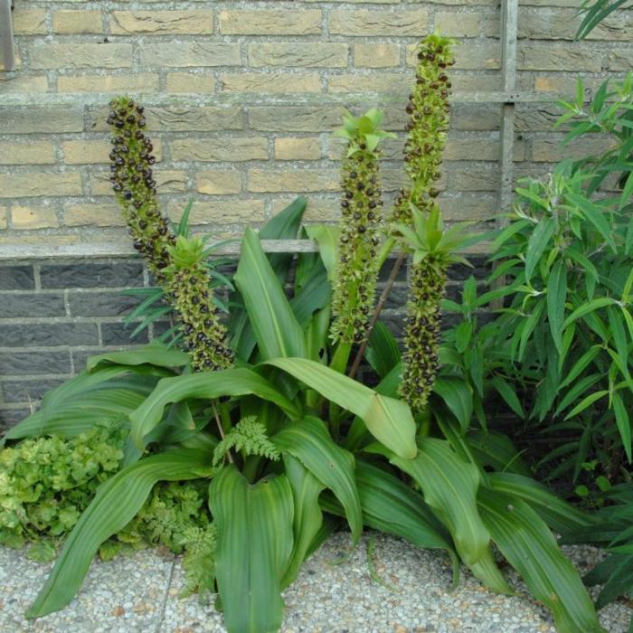 Eucomis 'Montana' plant