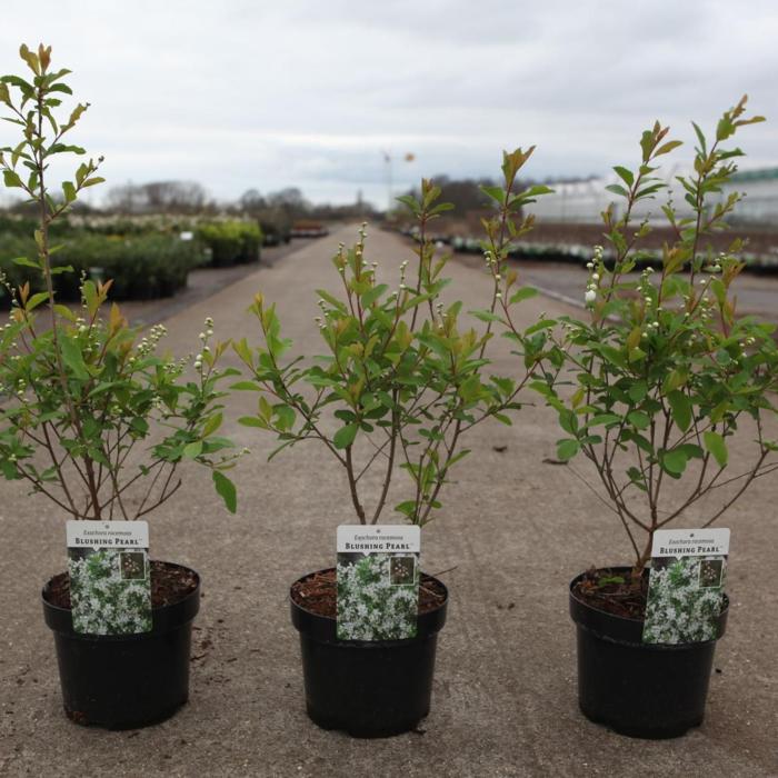 Exochorda racemosa BLUSHING PEARL plant