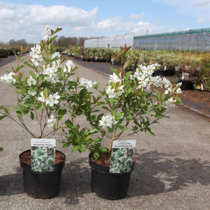 Exochorda racemosa BLUSHING PEARL plant