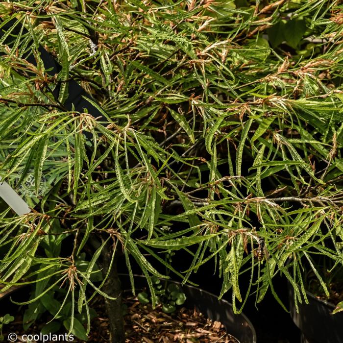 Fagus sylvatica 'Mercedes' plant