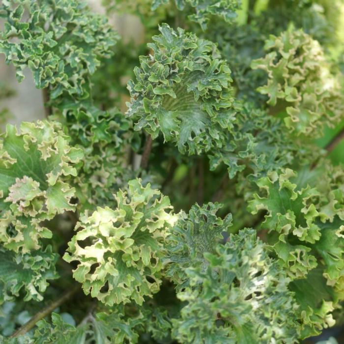 Farfugium japonicum 'Wavy Gravy' plant