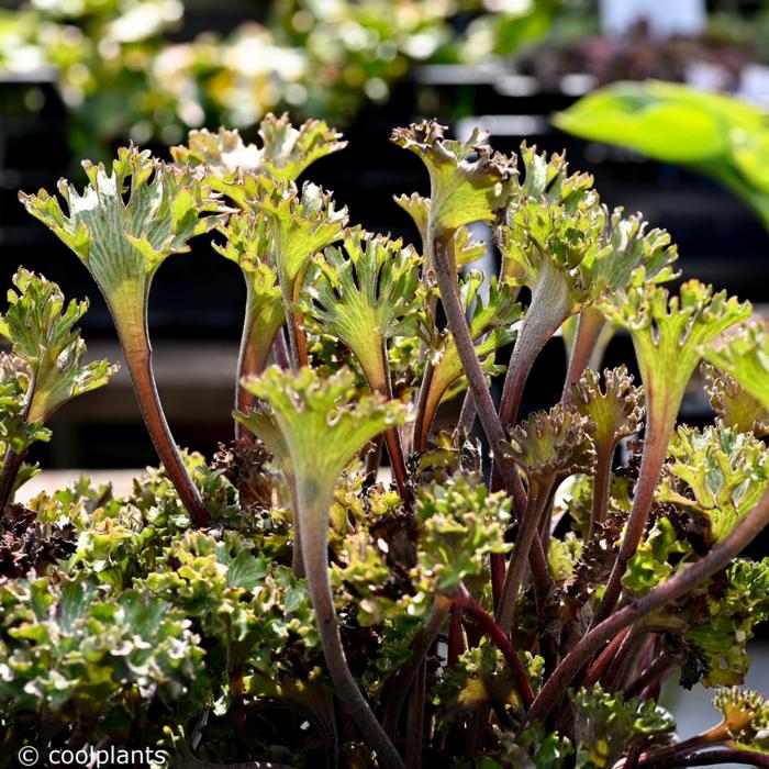 Farfugium japonicum 'Wavy Gravy' plant