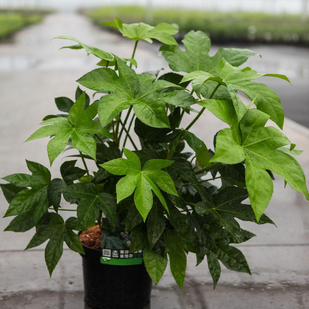 Fatsia polycarpa plant