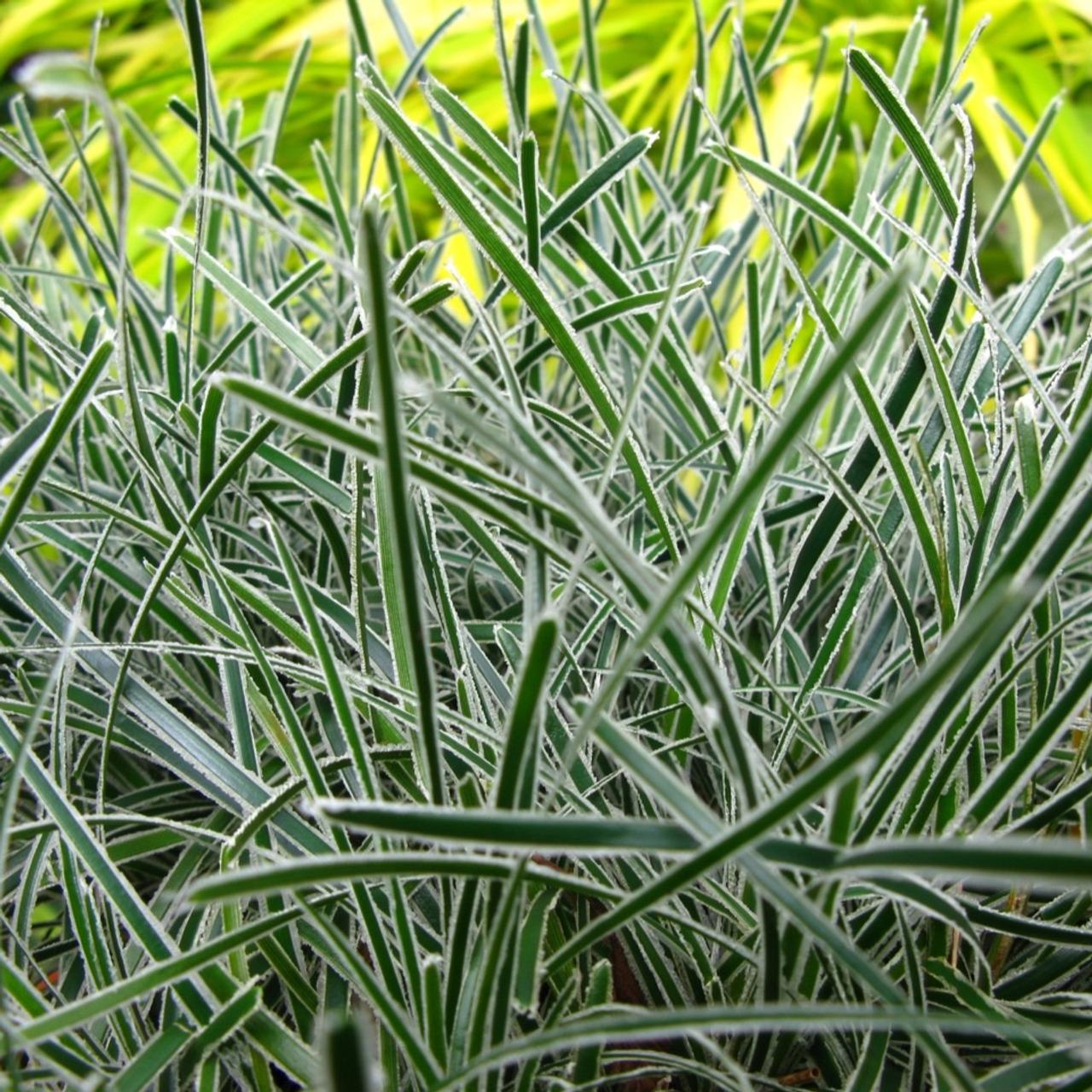 Ficinia truncata 'Ice Crystal' plant