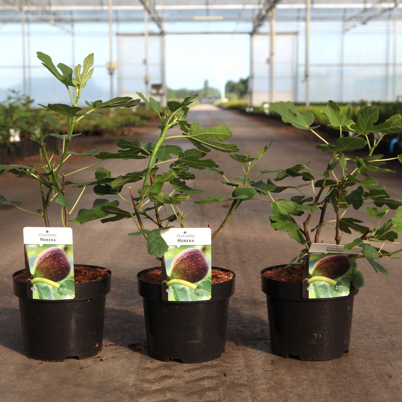 Ficus carica 'Morena' plant