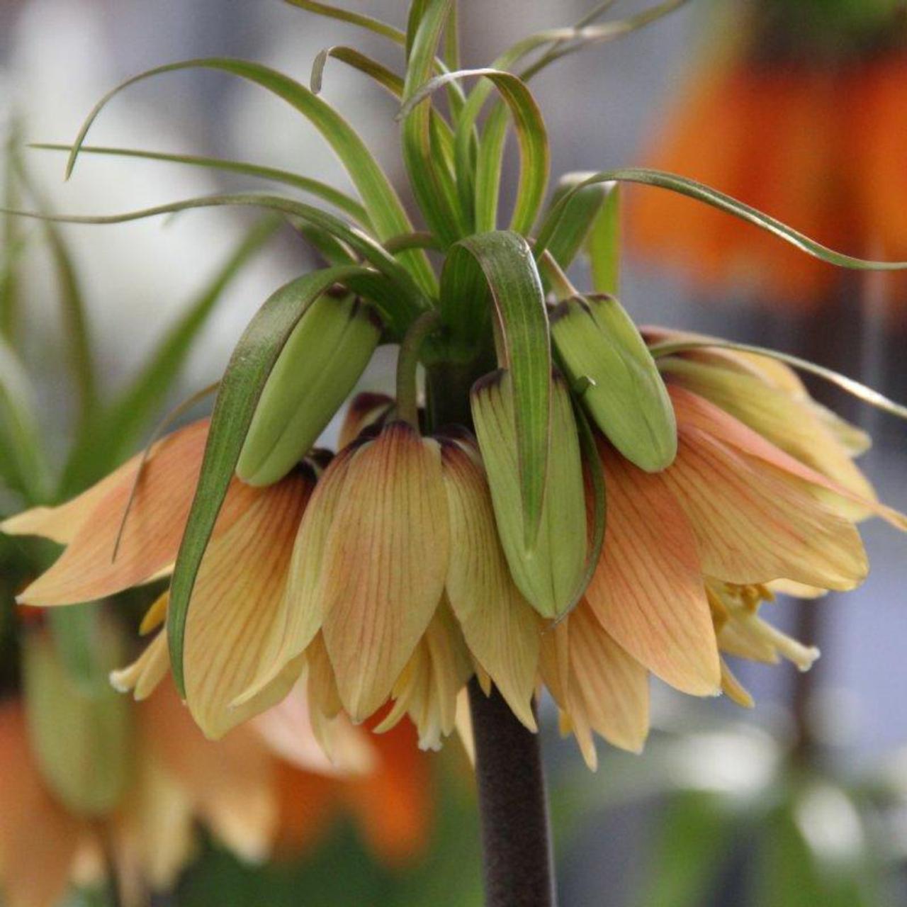 Fritillaria imperialis 'Early Fantasy' plant