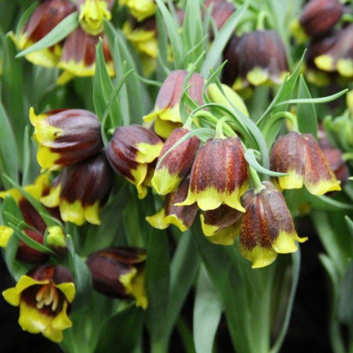 Fritillaria michailovskyi multiflora plant