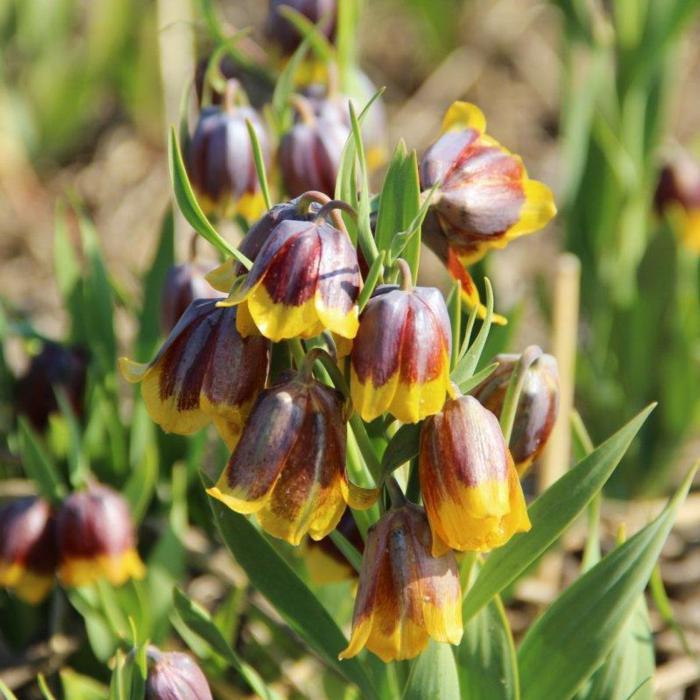 Fritillaria michailovskyi multiflora plant