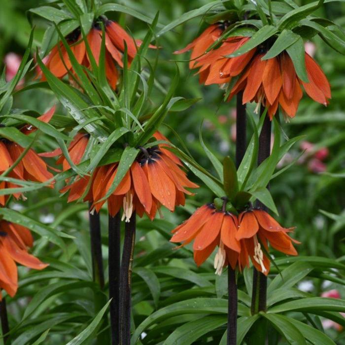 Fritillaria 'Orange Beauty' plant