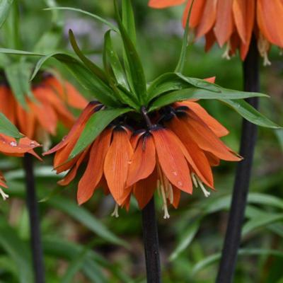 fritillaria-orange-beauty