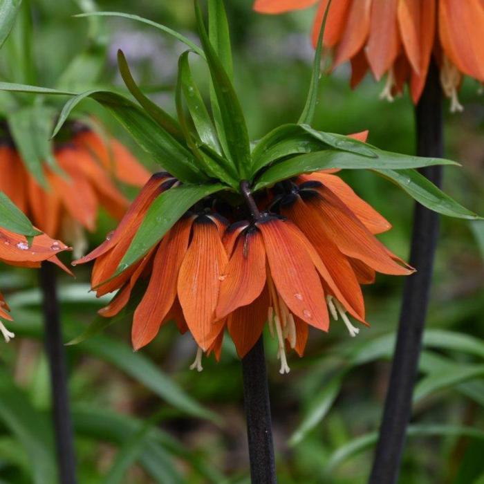 Fritillaria 'Orange Beauty' plant