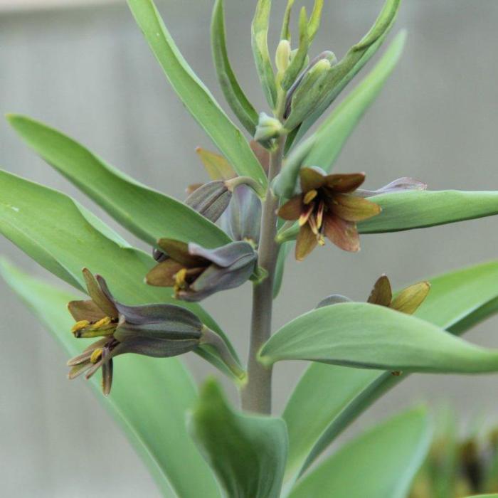 Fritillaria sewerzowii plant