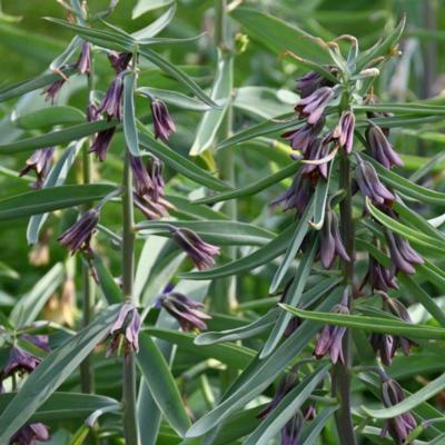 fritillaria-sewerzowii