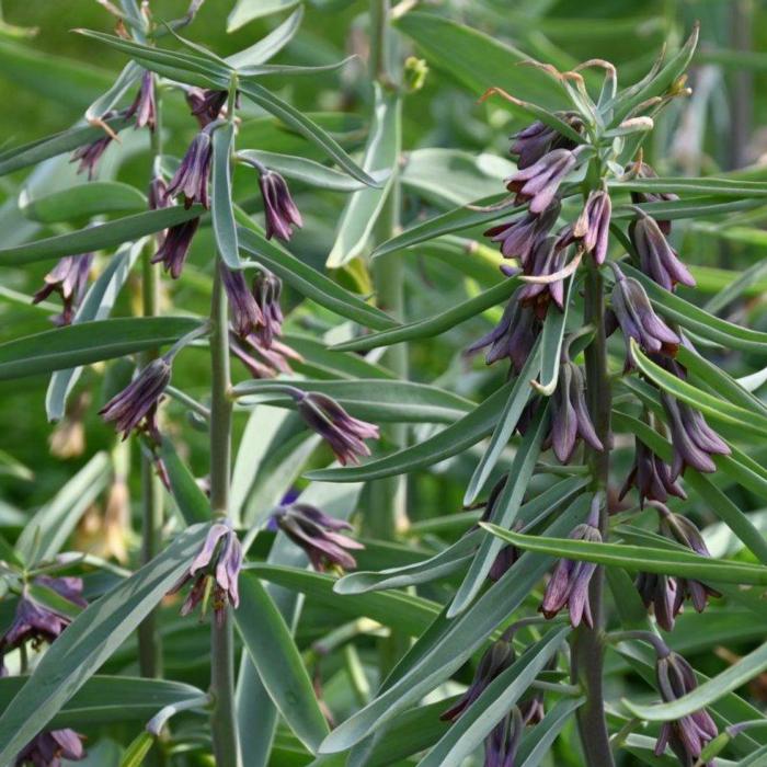 Fritillaria sewerzowii plant