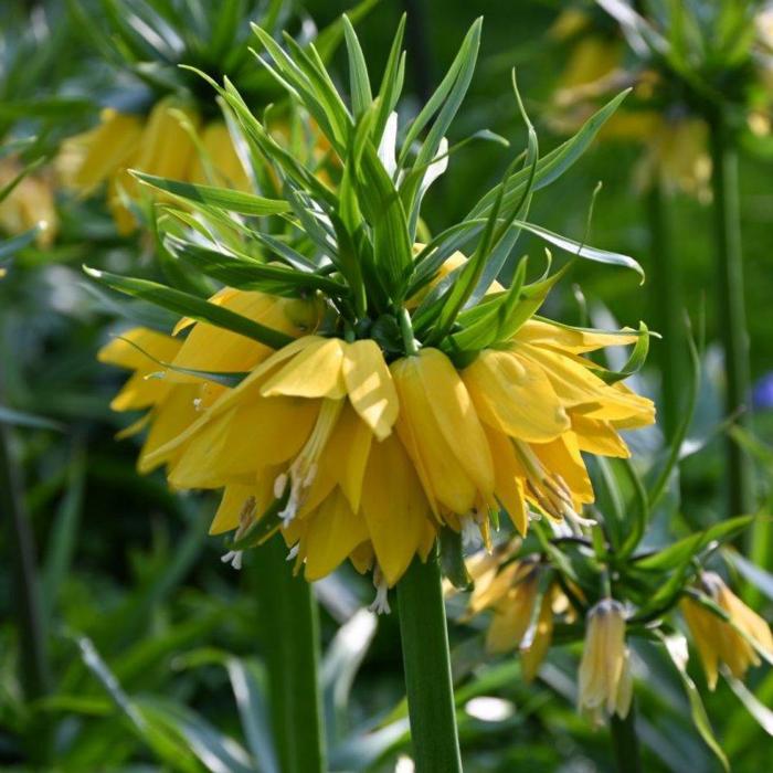 Fritillaria 'Yellow Beauty' plant