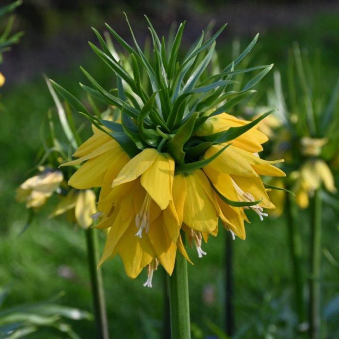 Fritillaria 'Yellow Beauty' plant