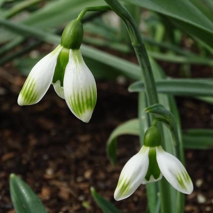 Galanthus 'Alpha Green Bees' plant