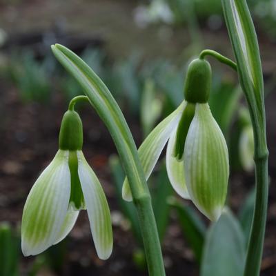 galanthus-alpha-green-miracle_1_400.jpeg