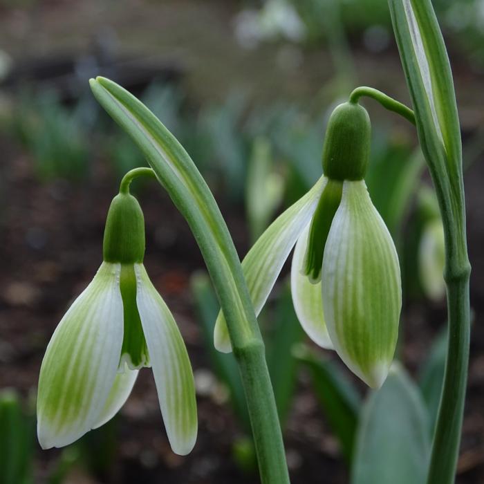 Galanthus 'Alpha Green Miracle' plant