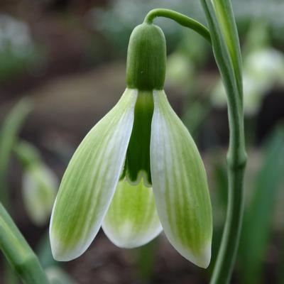 galanthus-alpha-green-miracle