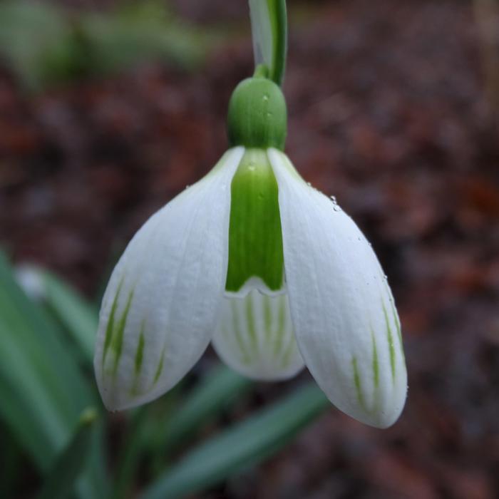 Galanthus plicatus 'Alpha Kiwi Ice Cream' plant