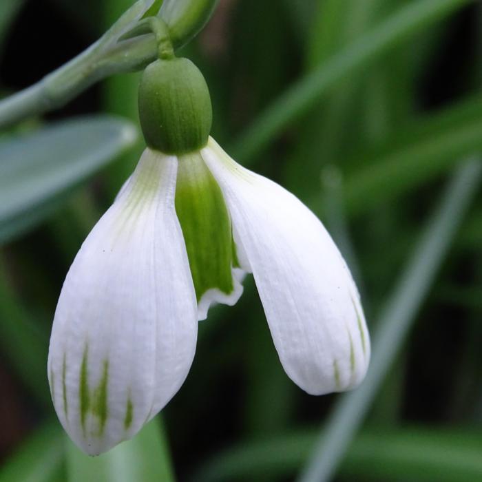 Galanthus plicatus 'Alpha Kiwi Ice Cream' plant