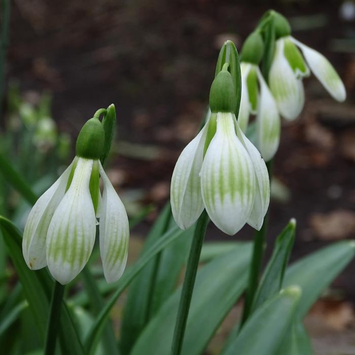 Galanthus plicatus 'Alpha Striped Beauty' plant